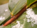 Neige_buisson