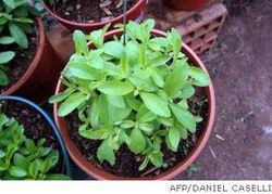 Stevia